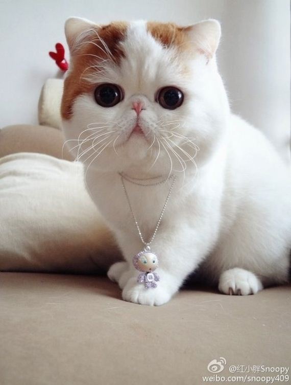 Fashionable Looks Worn By Snoopy The Cat